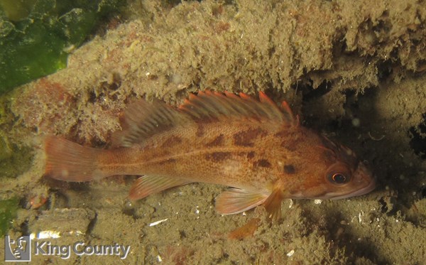 Photo of Sebastes auriculatus